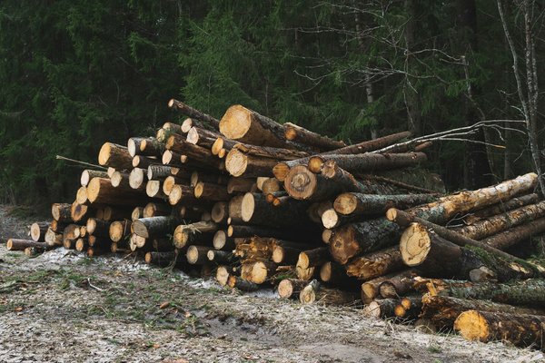 Tarifs abattage d'arbres 2025 : tout ce qu'il faut savoir