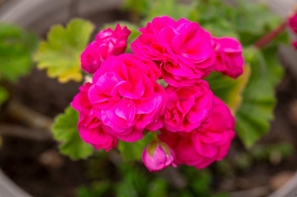 Secrets de grand-mère pour un entretien réussi des géraniums