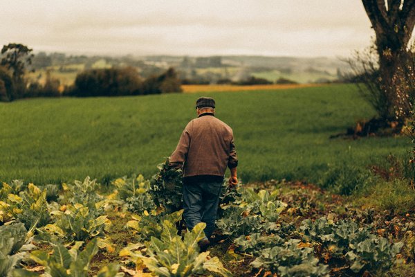 Le guide essentiel pour créer votre potager réussi